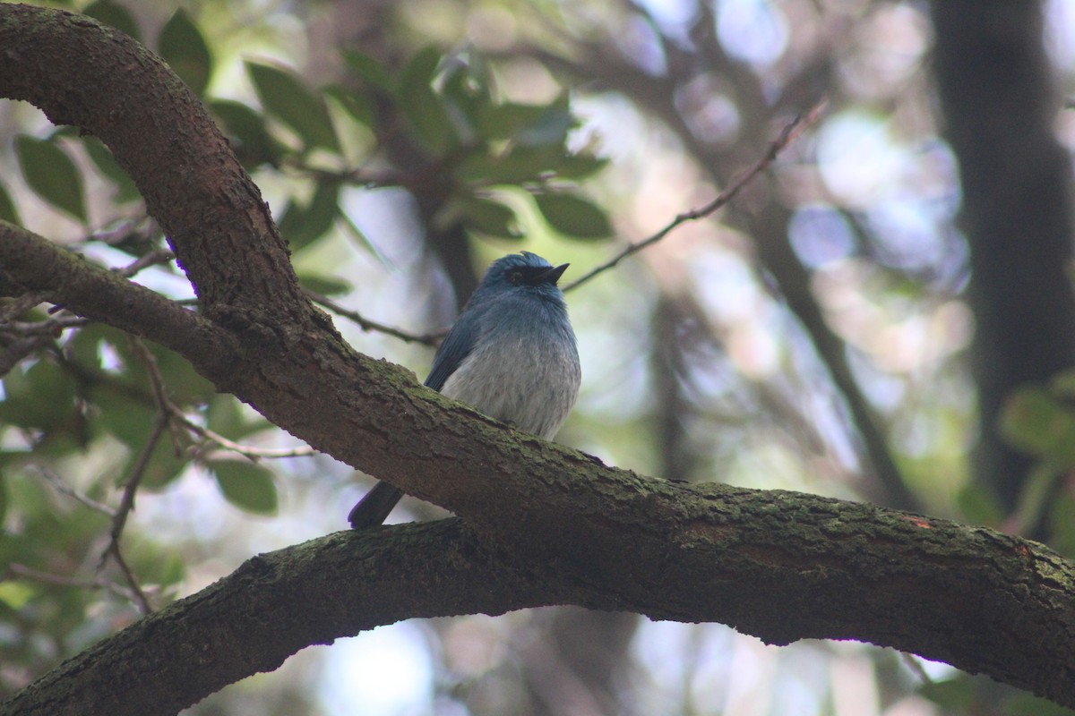 Indigo Flycatcher (Javan) - ML627355348