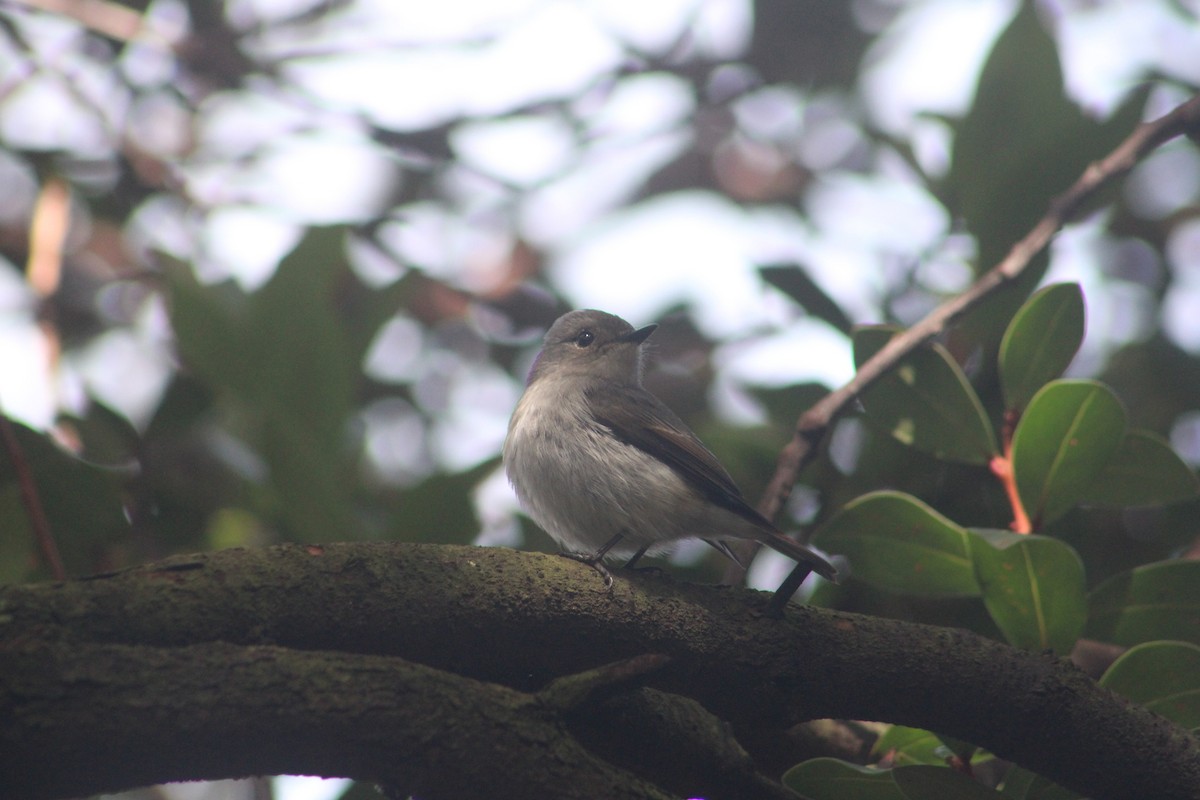 Little Pied Flycatcher - ML627355350