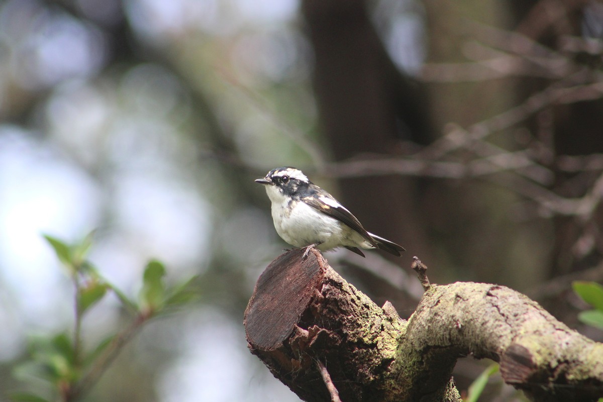 Little Pied Flycatcher - ML627355351