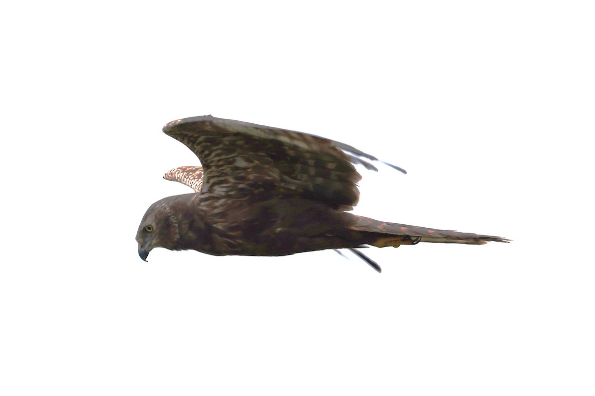 African Marsh Harrier - ML627355404