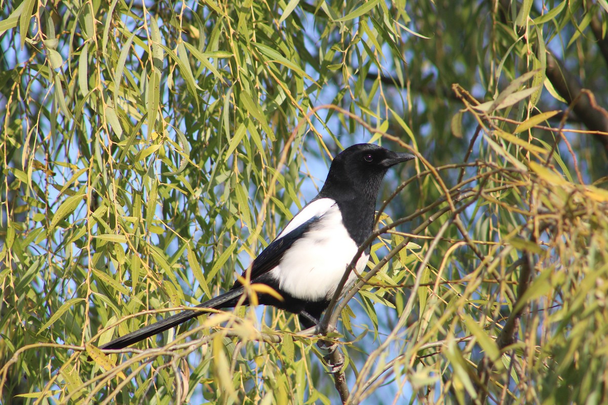 Oriental Magpie - ML627355427