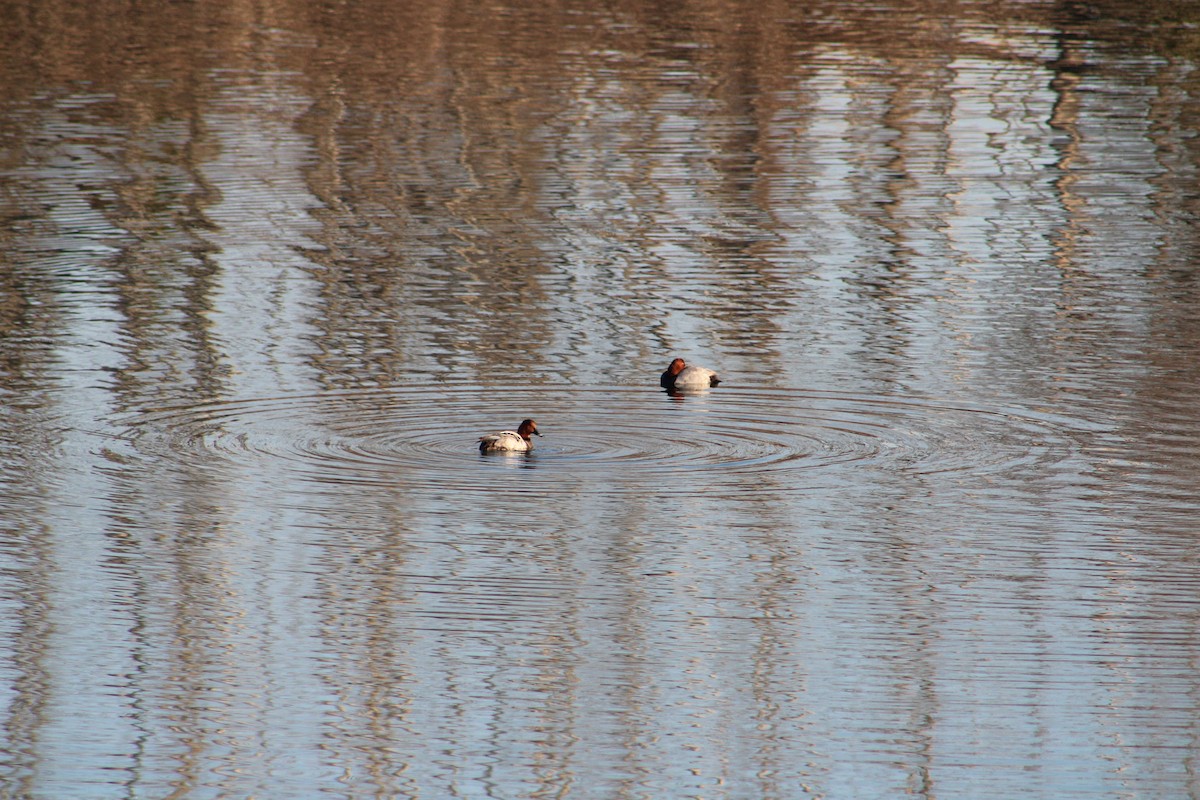 Common Pochard - ML627355449