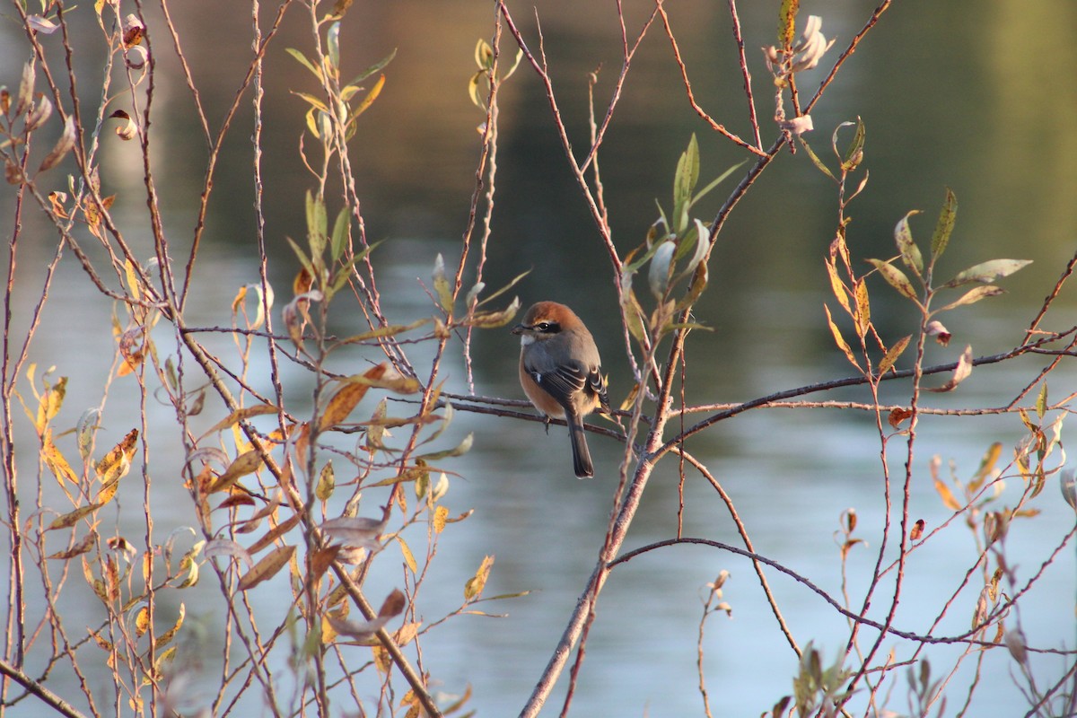 Bull-headed Shrike - ML627355471