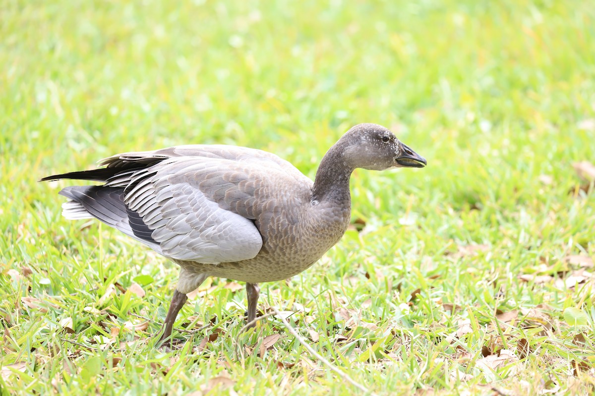 Snow Goose - ML627355512