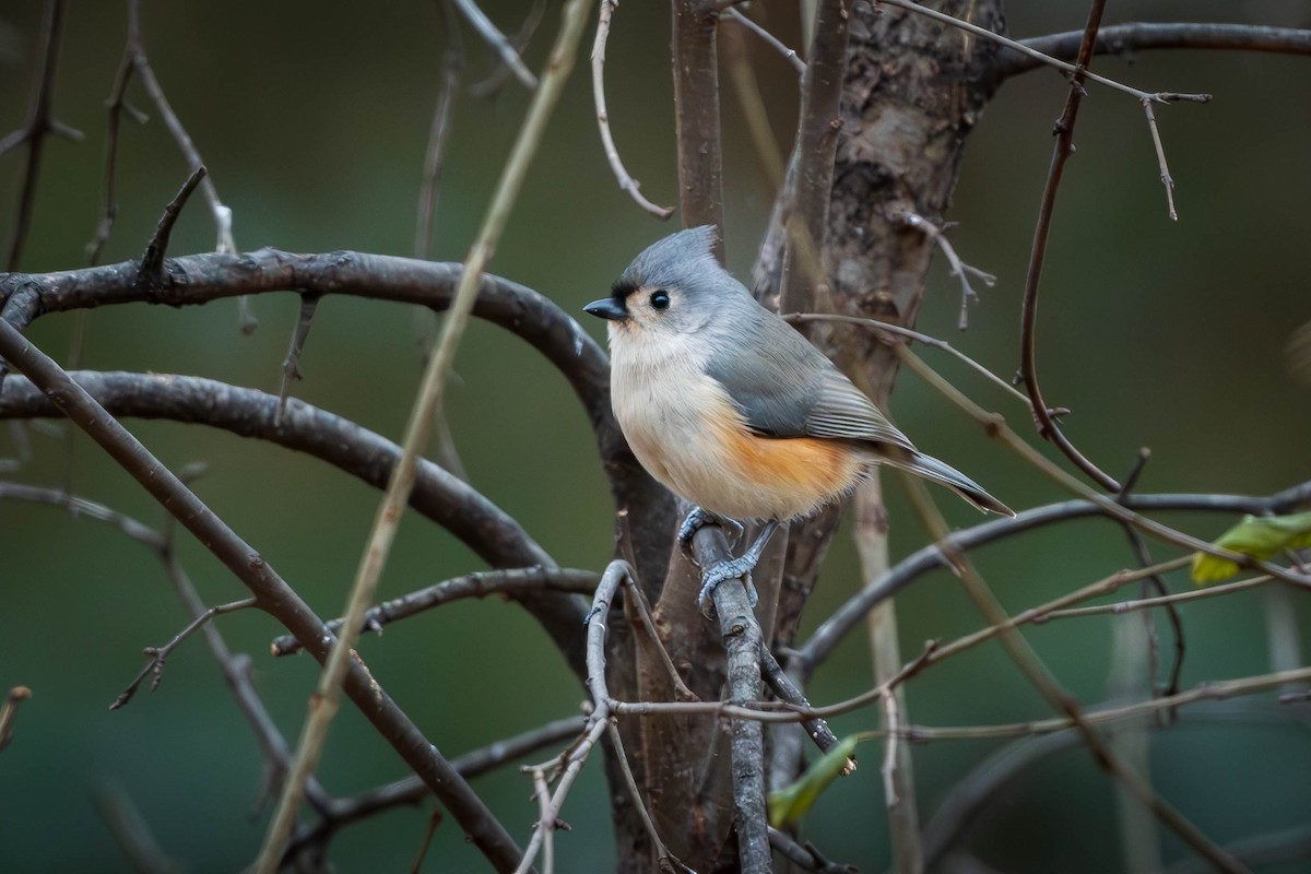 Tufted Titmouse - ML627355522