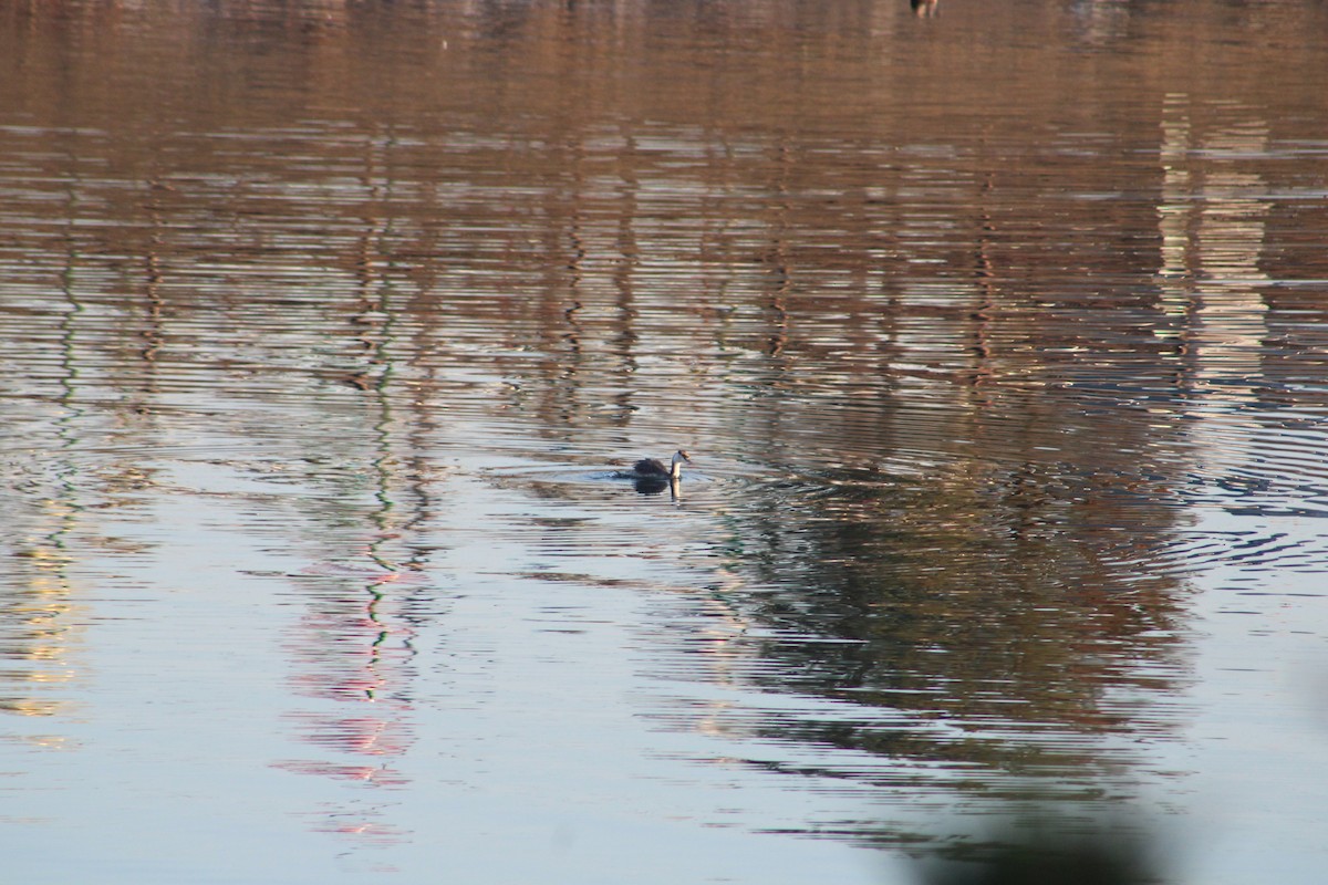 Great Crested Grebe - ML627355641