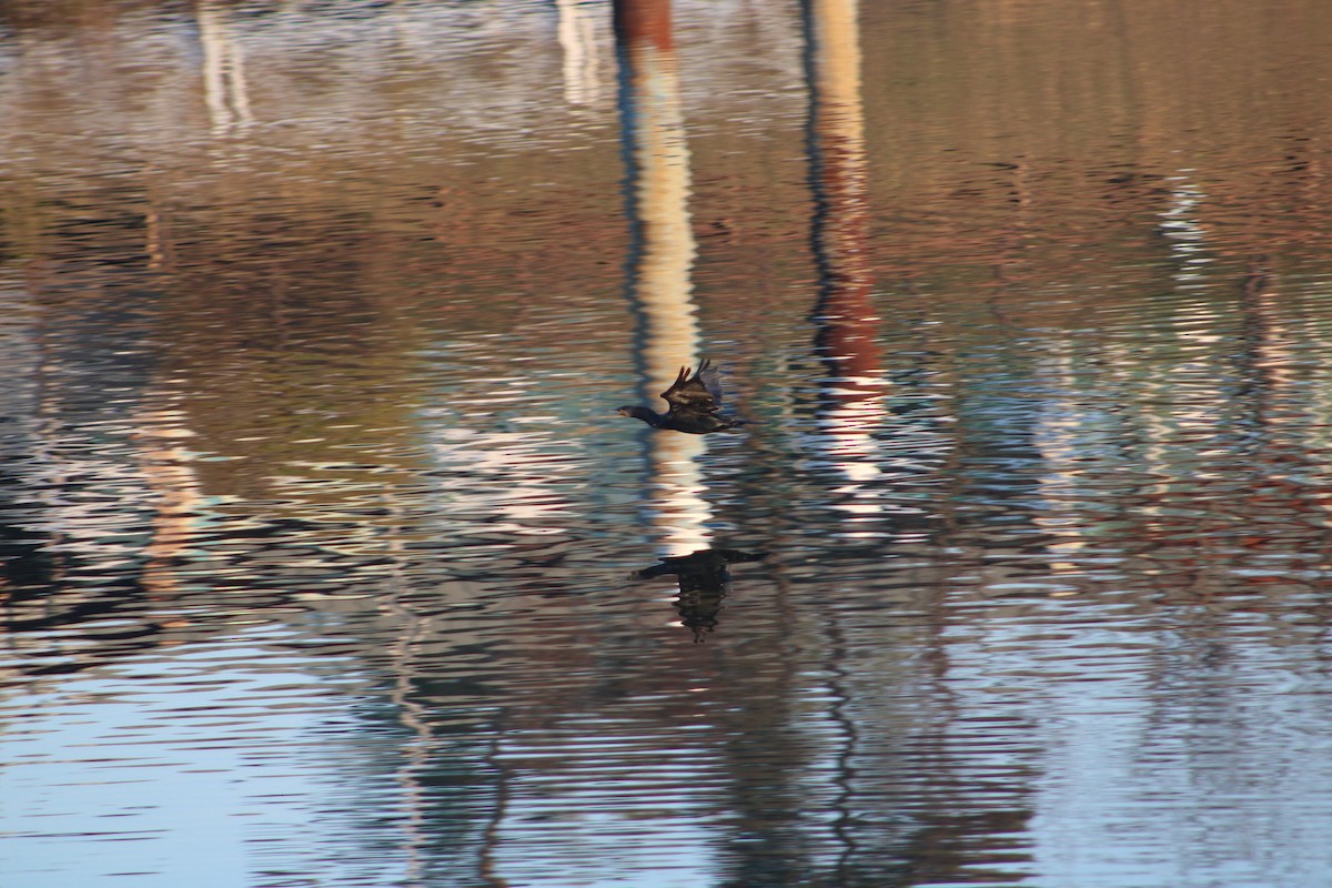 Great Cormorant (Eurasian) - ML627355675