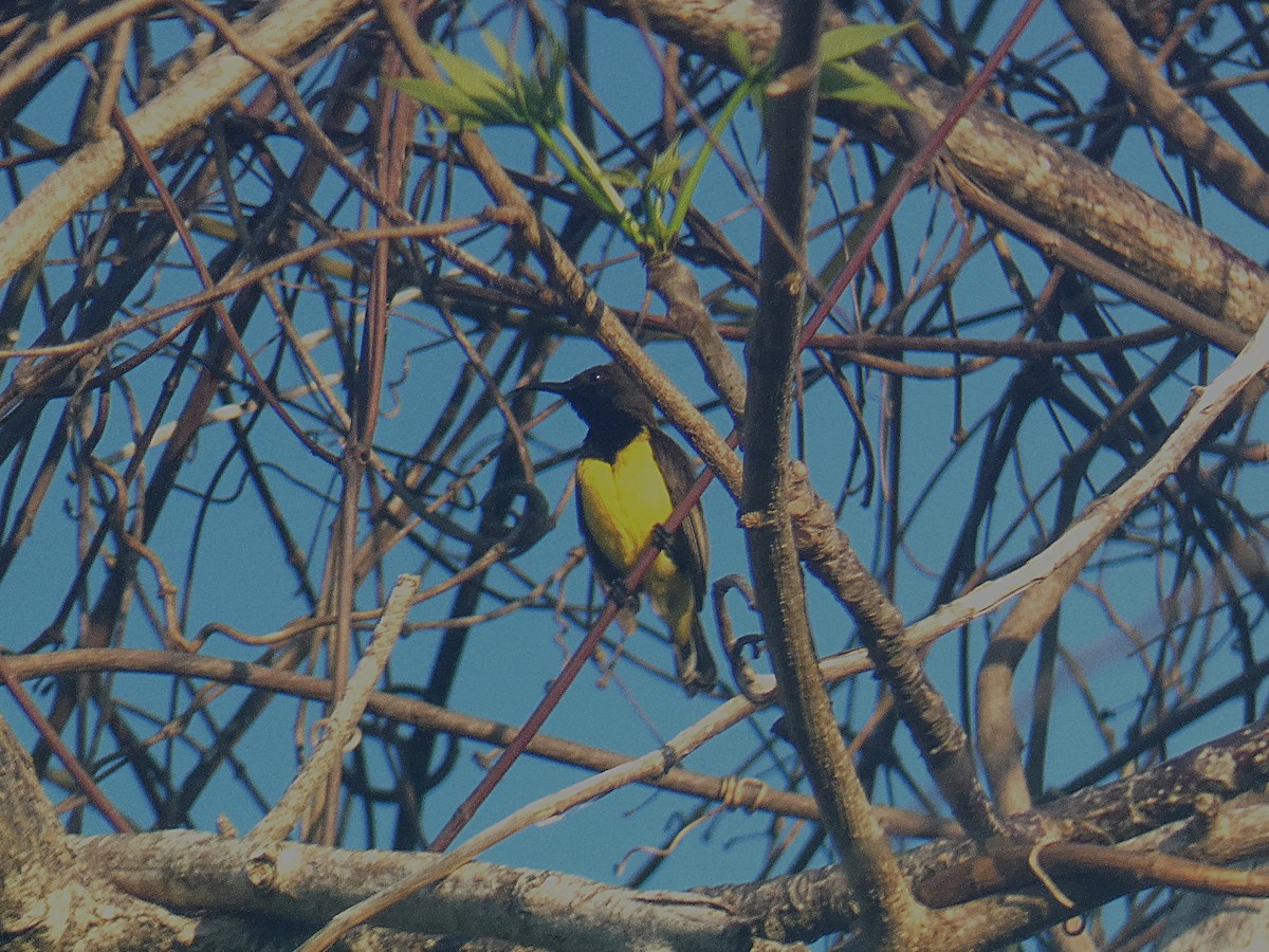 Tukangbesi Sunbird - ML627355705