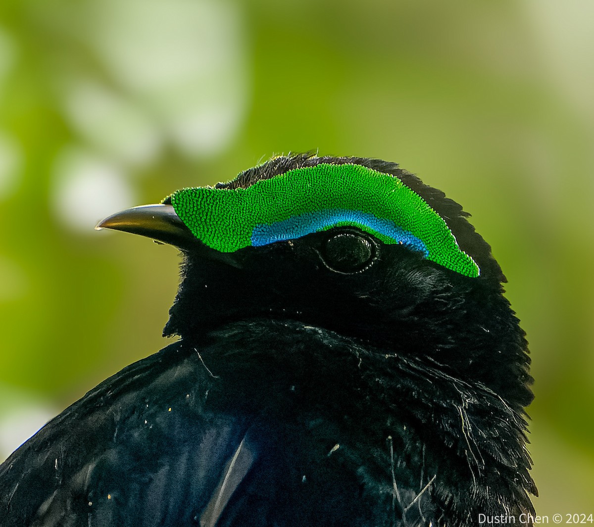 Velvet Asity - ML627355796