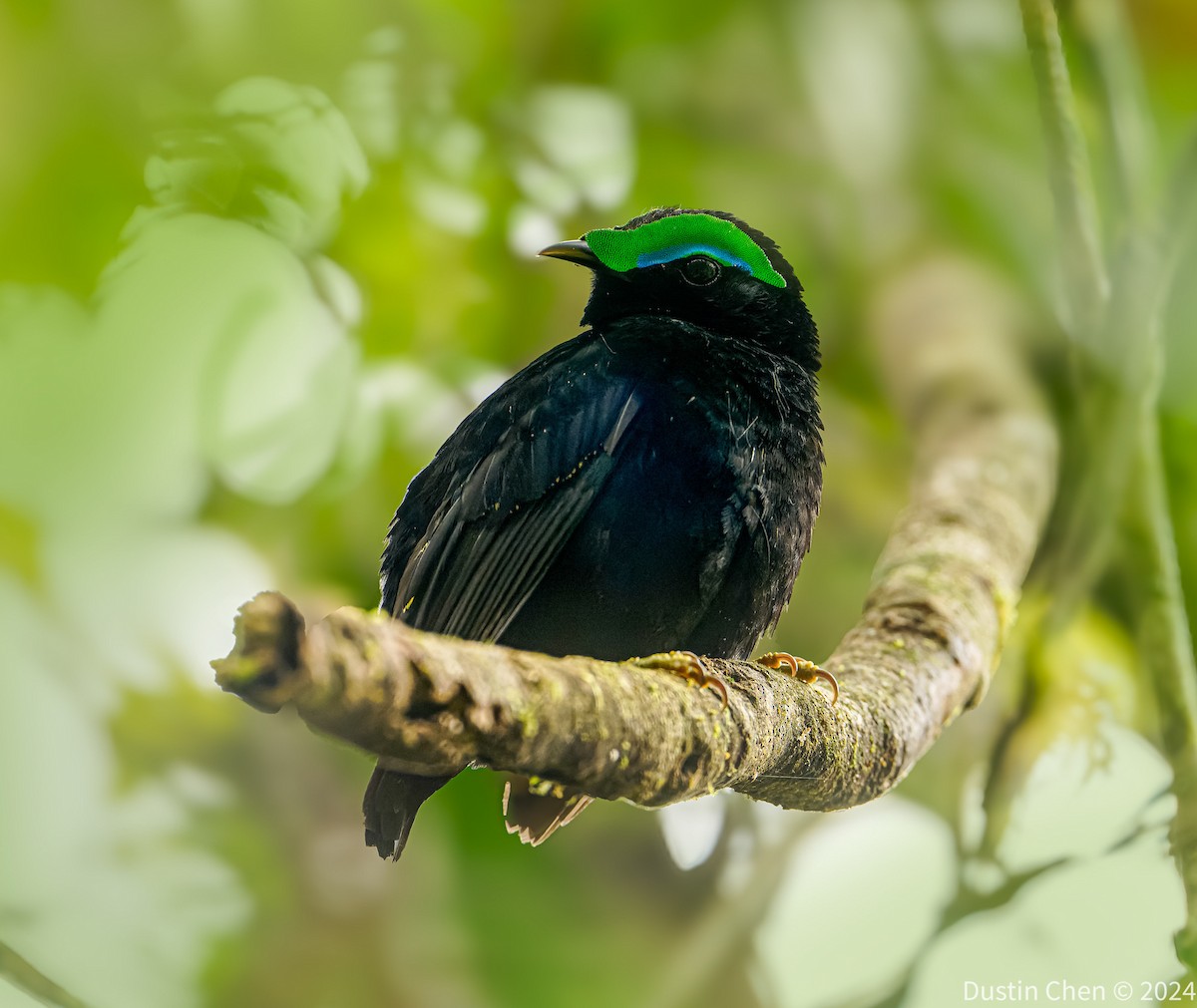 Velvet Asity - ML627355798