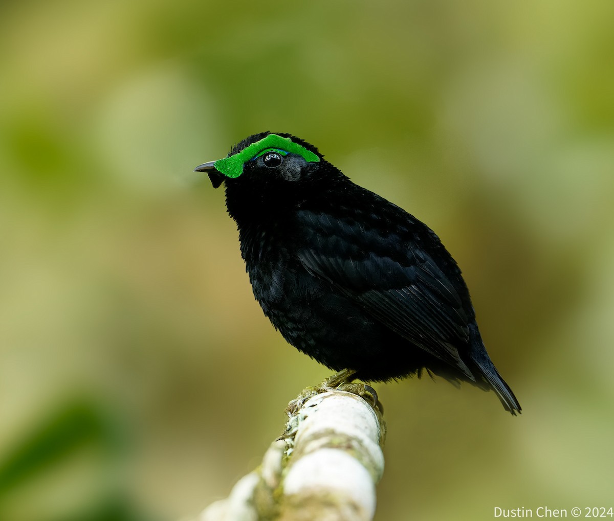 Velvet Asity - ML627355799