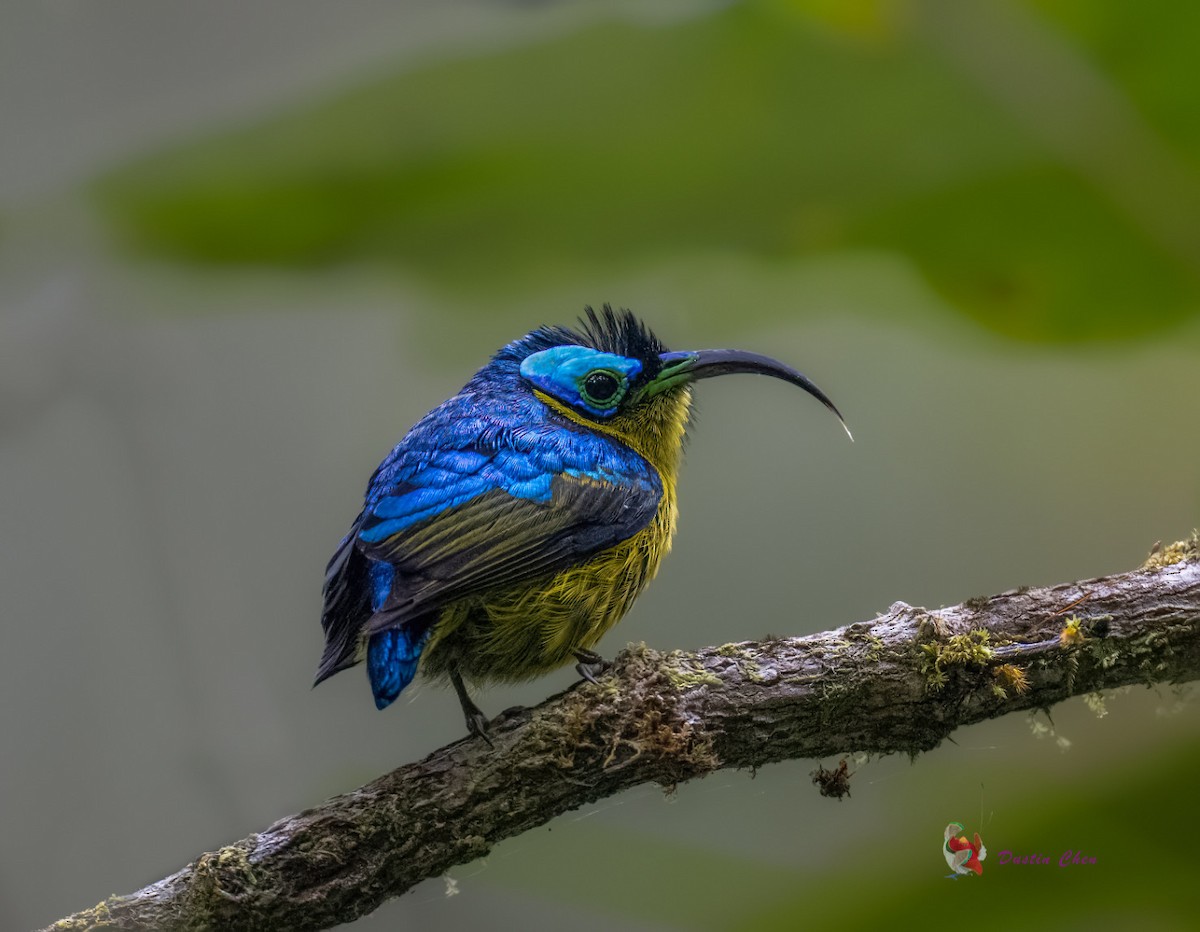 Common Sunbird-Asity - ML627355844