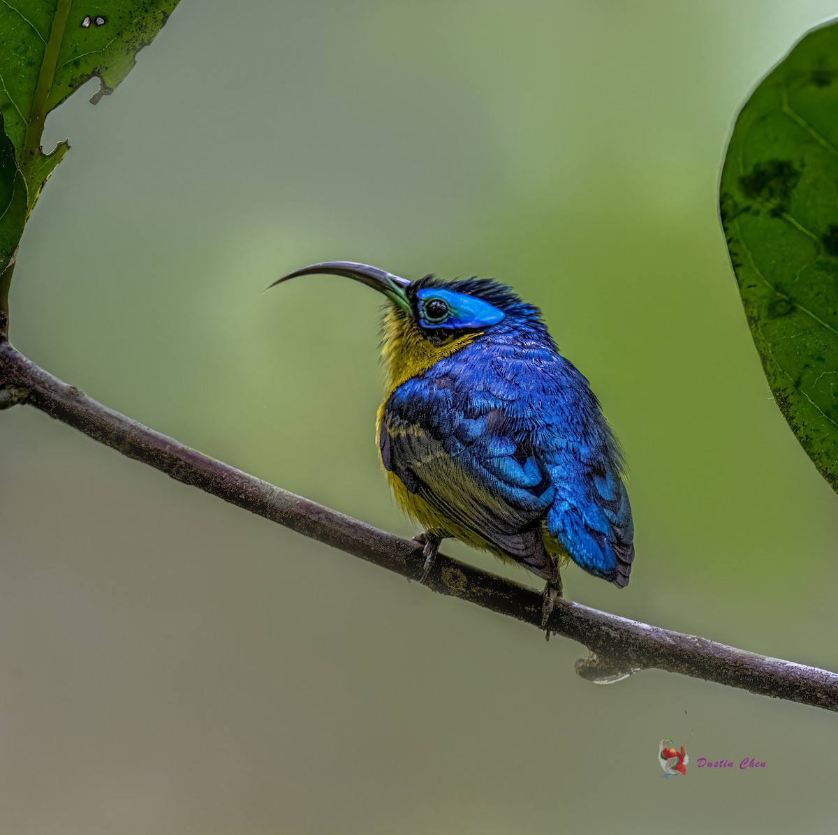 Common Sunbird-Asity - ML627355845