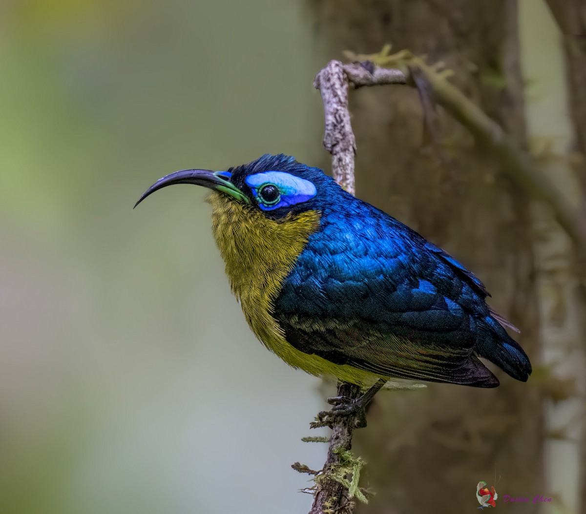 Common Sunbird-Asity - ML627355846