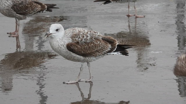 Larus, unbestimmt - ML627355864