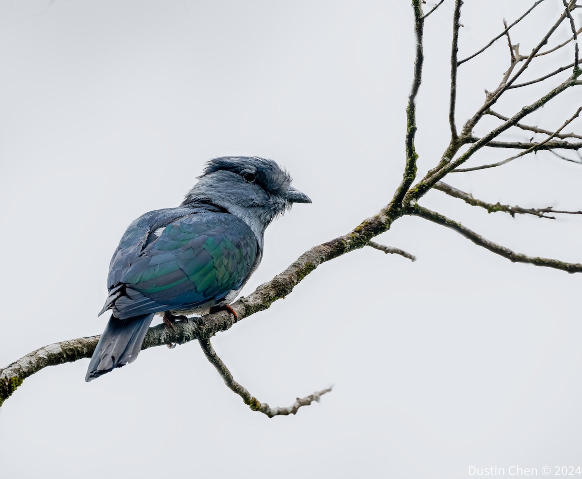 Madagascar Cuckooshrike - ML627355882