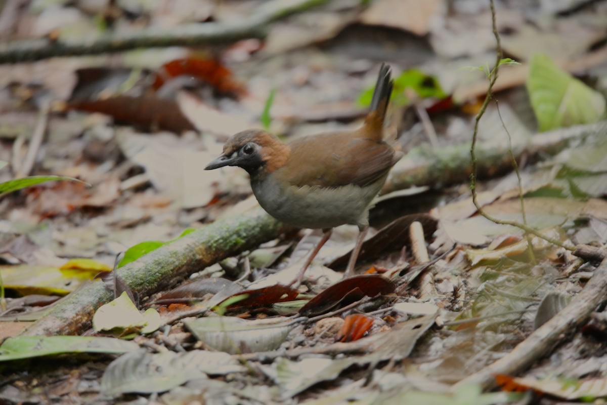 Black-faced Antthrush - ML627356040