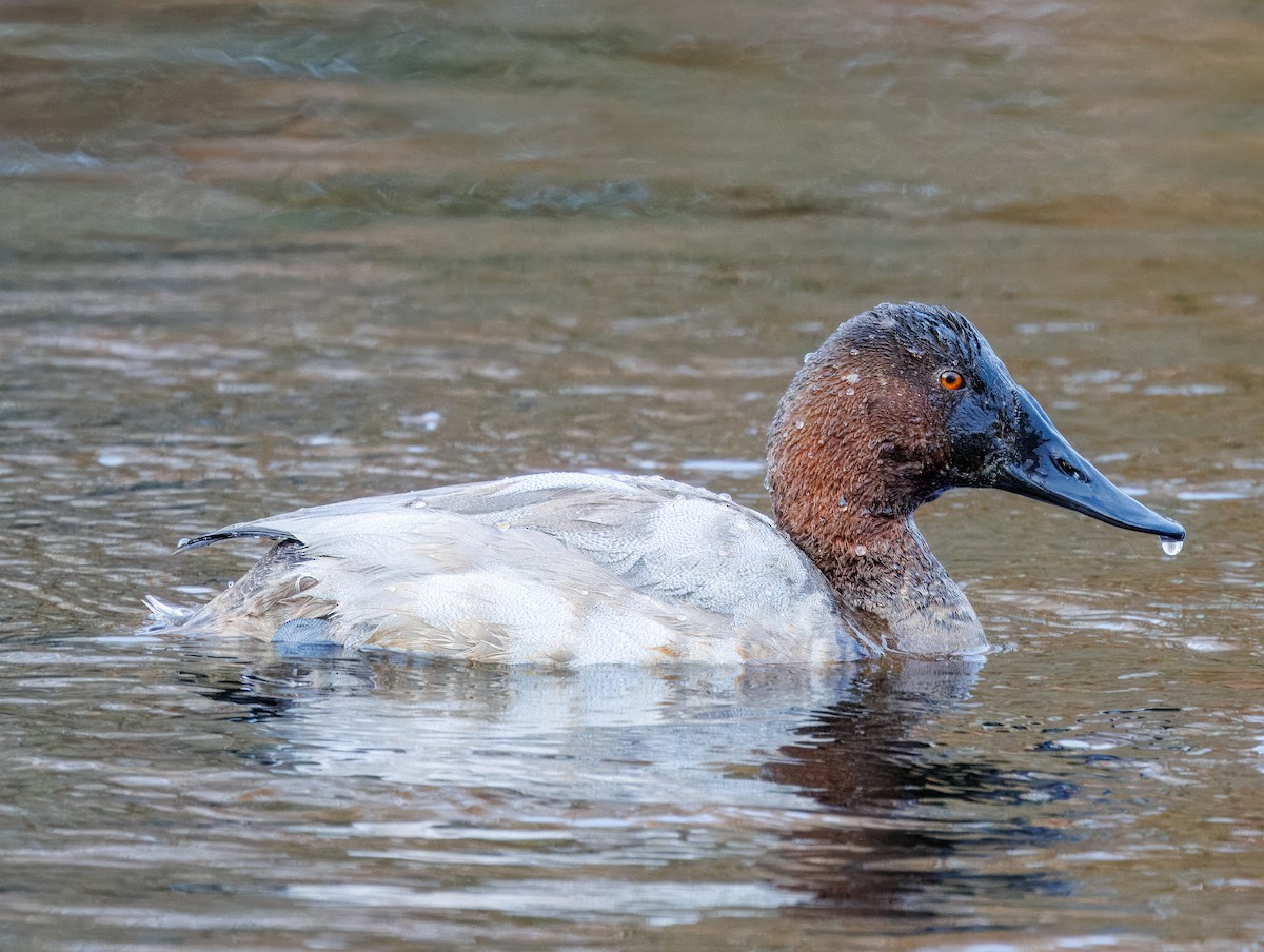 Canvasback - ML627356102