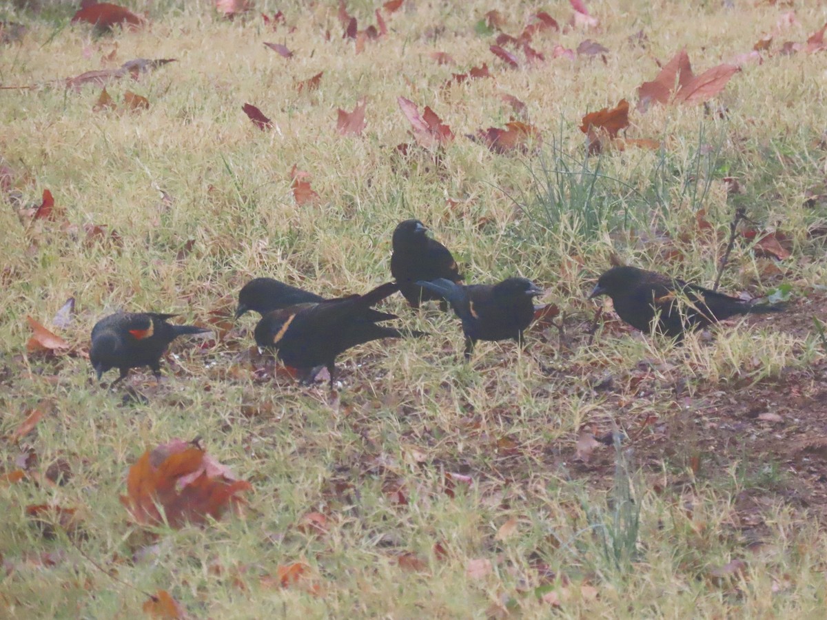 Red-winged Blackbird (Red-winged) - ML627356214