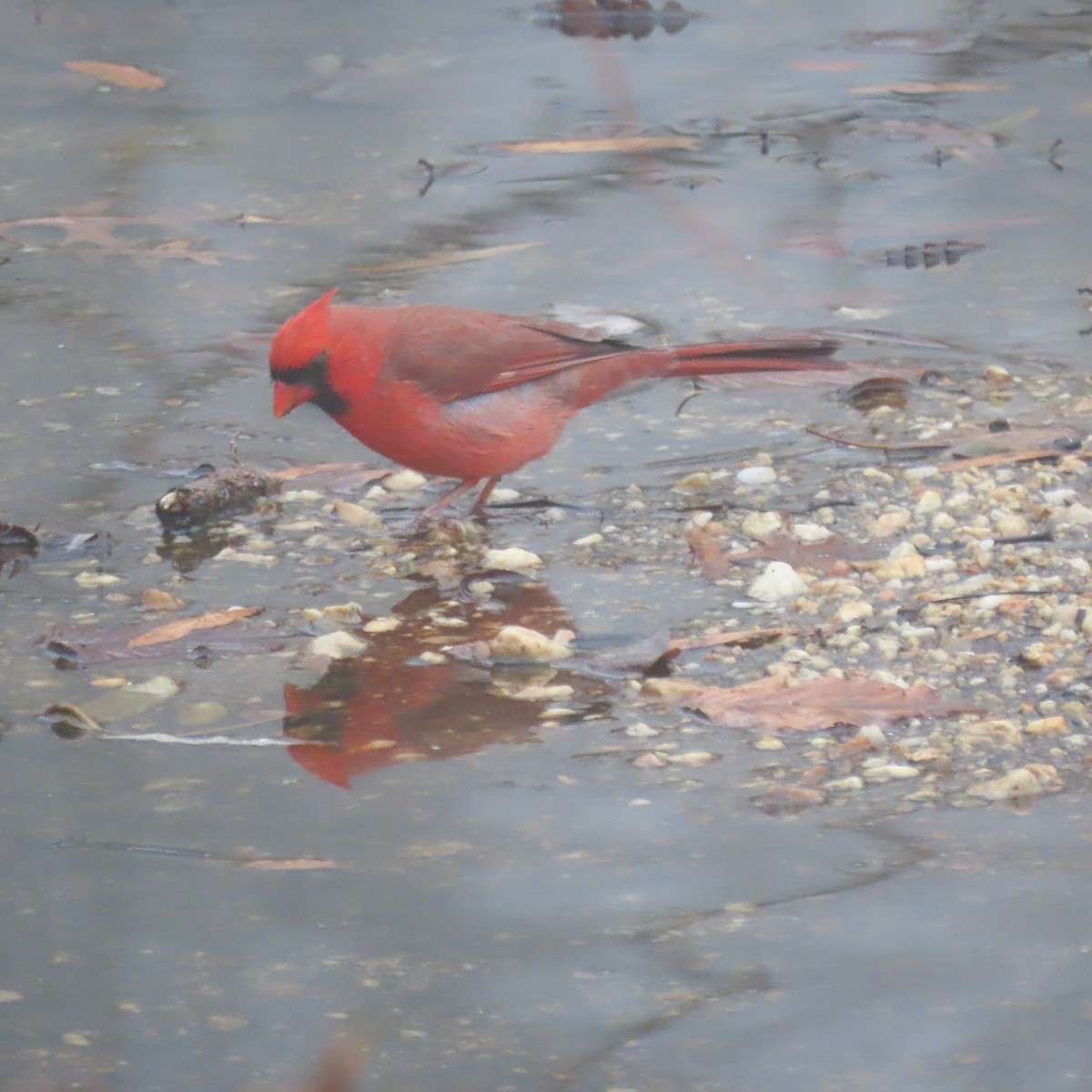 Northern Cardinal - ML627356223