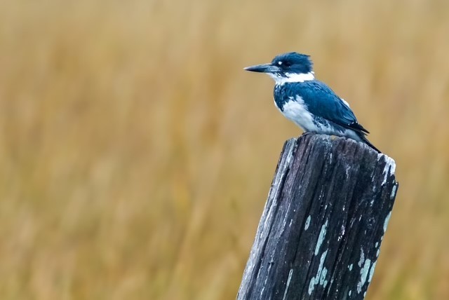 Belted Kingfisher - ML627356245