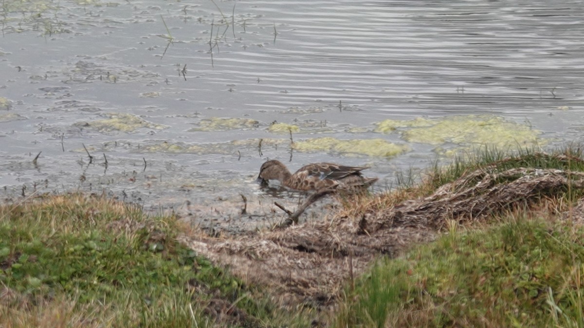 Blue-winged Teal - ML627356375