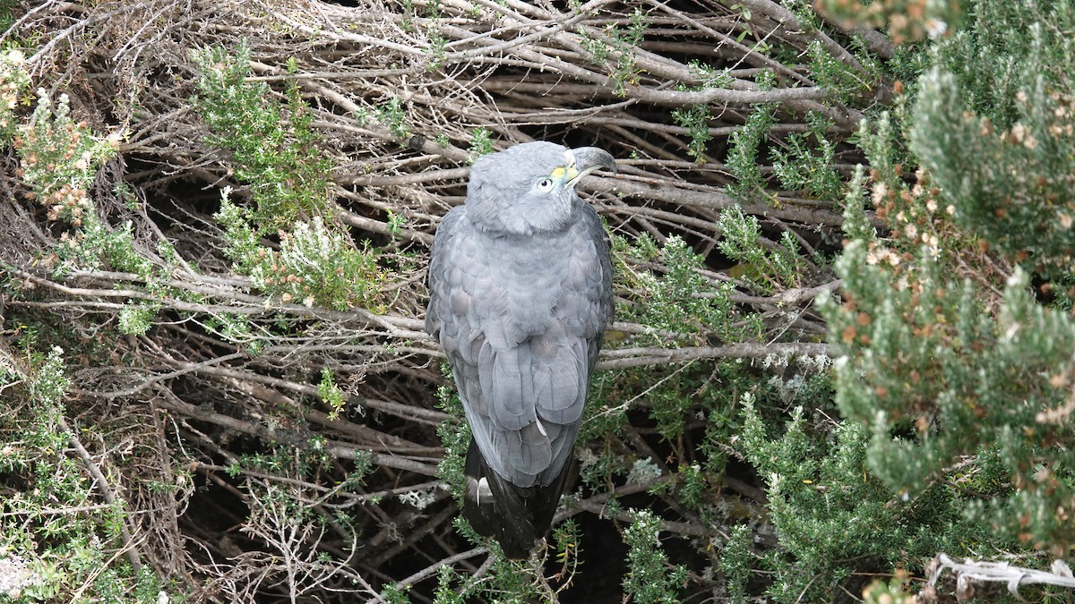 Hook-billed Kite - ML627356383
