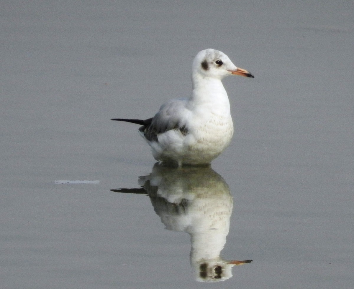 Black-headed Gull - ML627356452