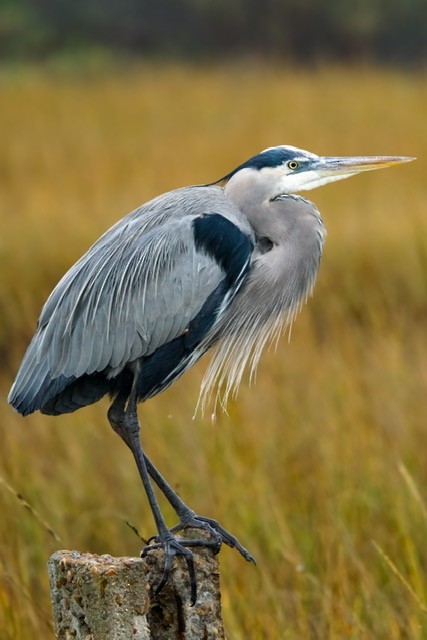 Great Blue Heron - ML627356531