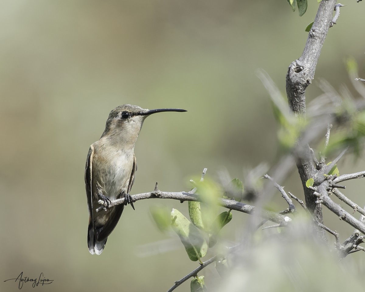 Beautiful Hummingbird - ML627356546