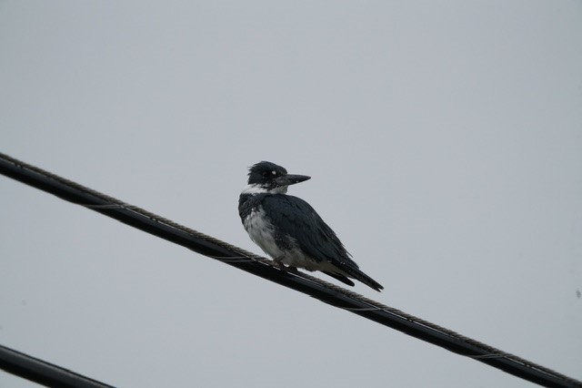 Belted Kingfisher - ML627356582
