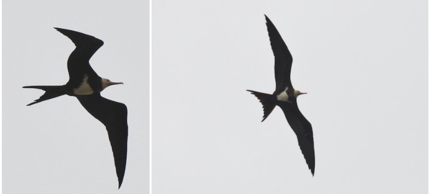 Christmas Island Frigatebird - ML627356671