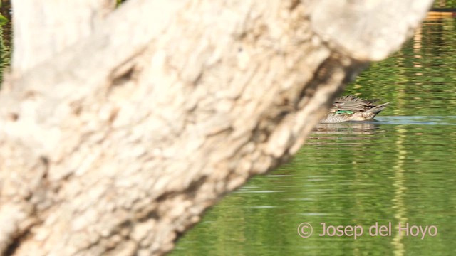 Green-winged Teal (Eurasian) - ML627356694
