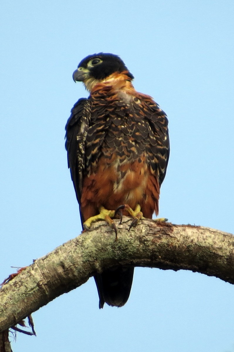 Orange-breasted Falcon - ML627356753