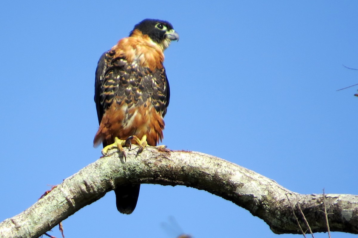 Orange-breasted Falcon - ML627356754