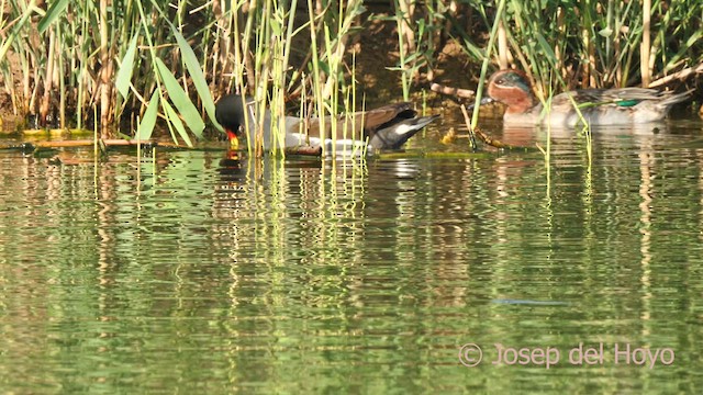 Green-winged Teal (Eurasian) - ML627356755
