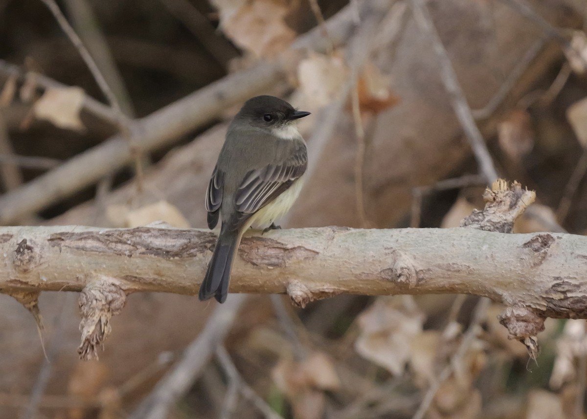 Eastern Phoebe - ML627357113