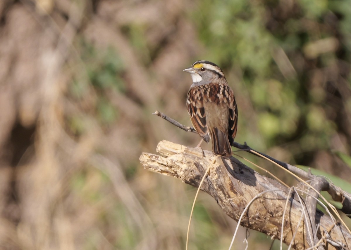 White-throated Sparrow - ML627357122