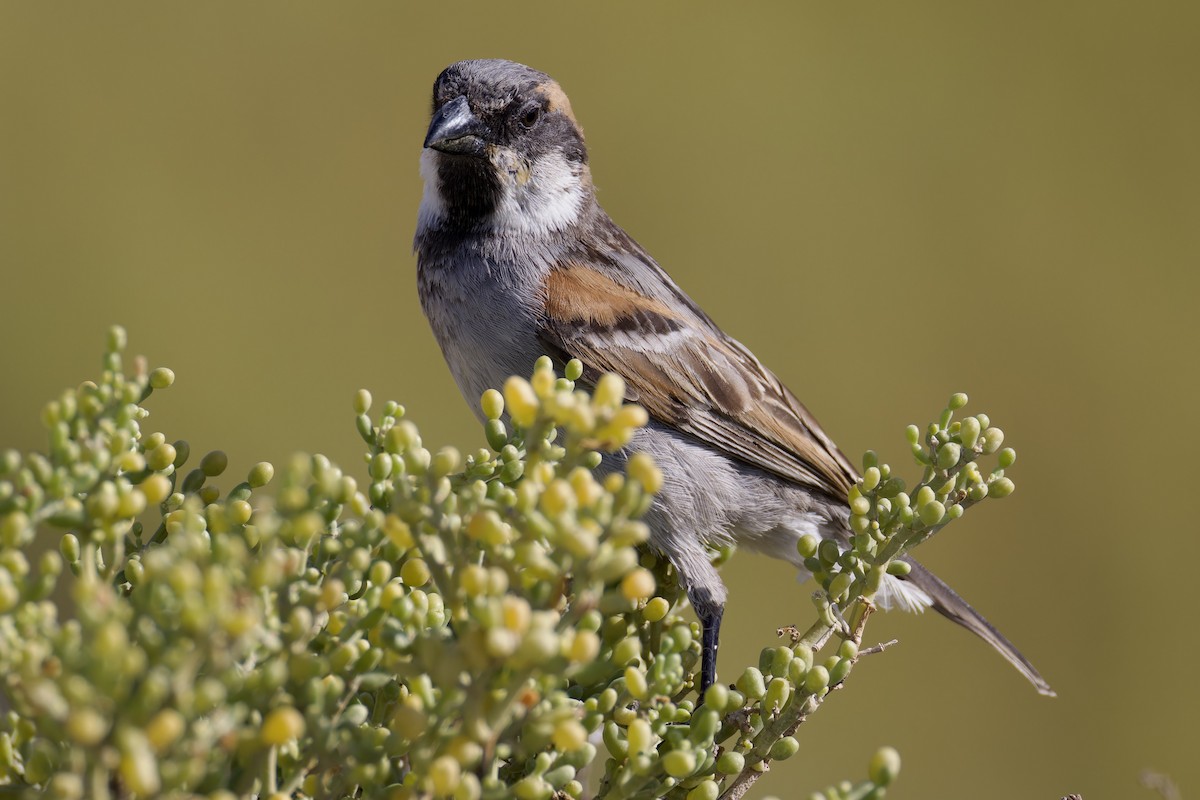 Socotra Sparrow - ML627357153