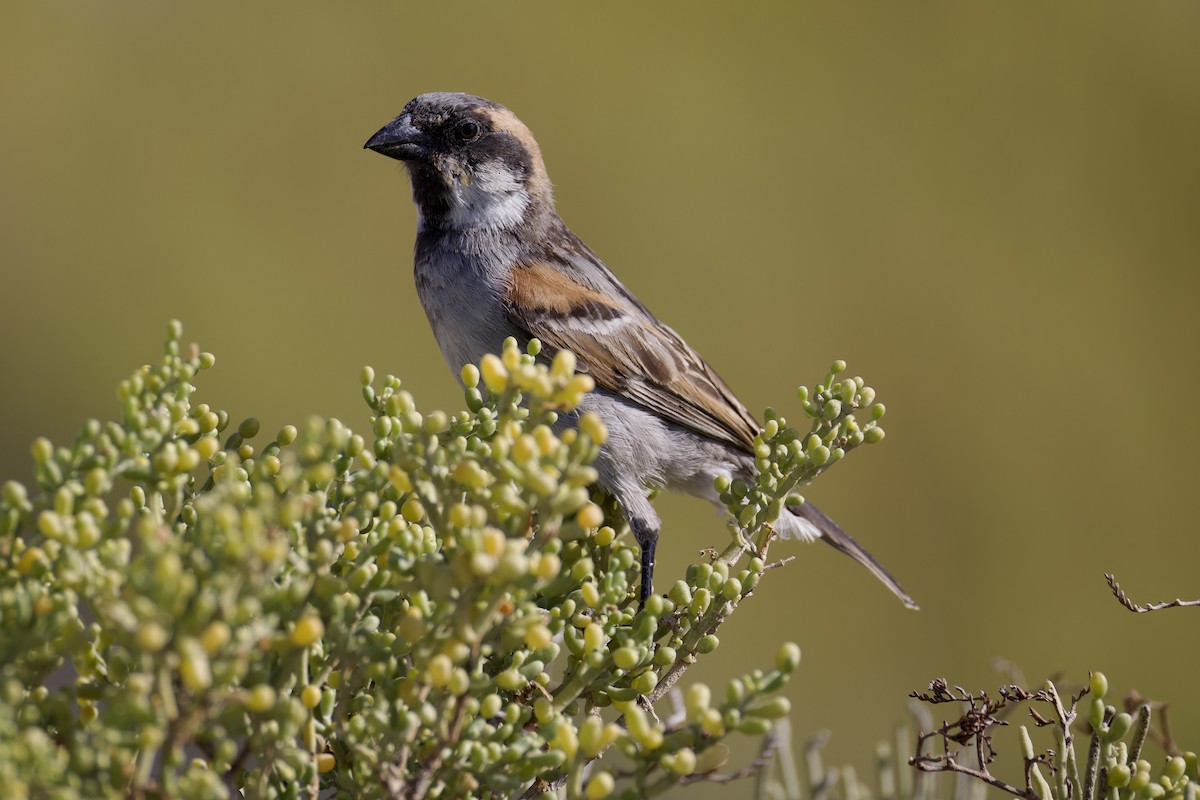Socotra Sparrow - ML627357154