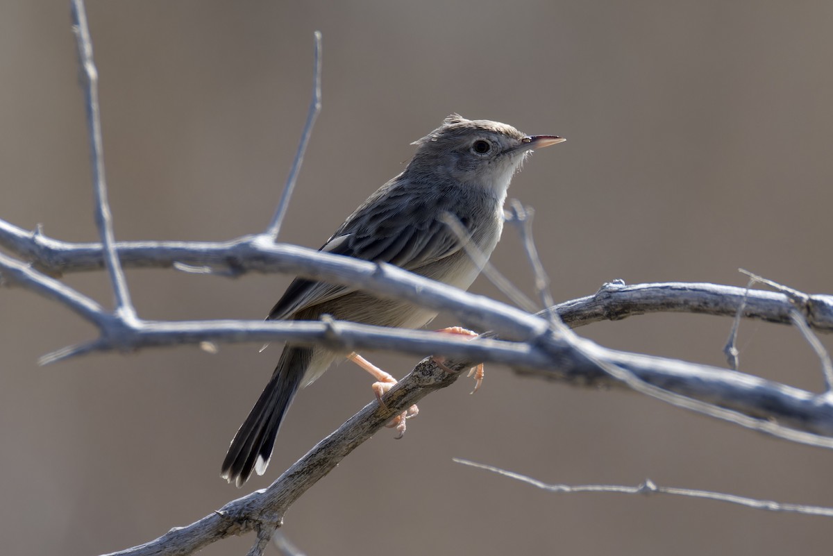 Socotra Cisticola - ML627357155