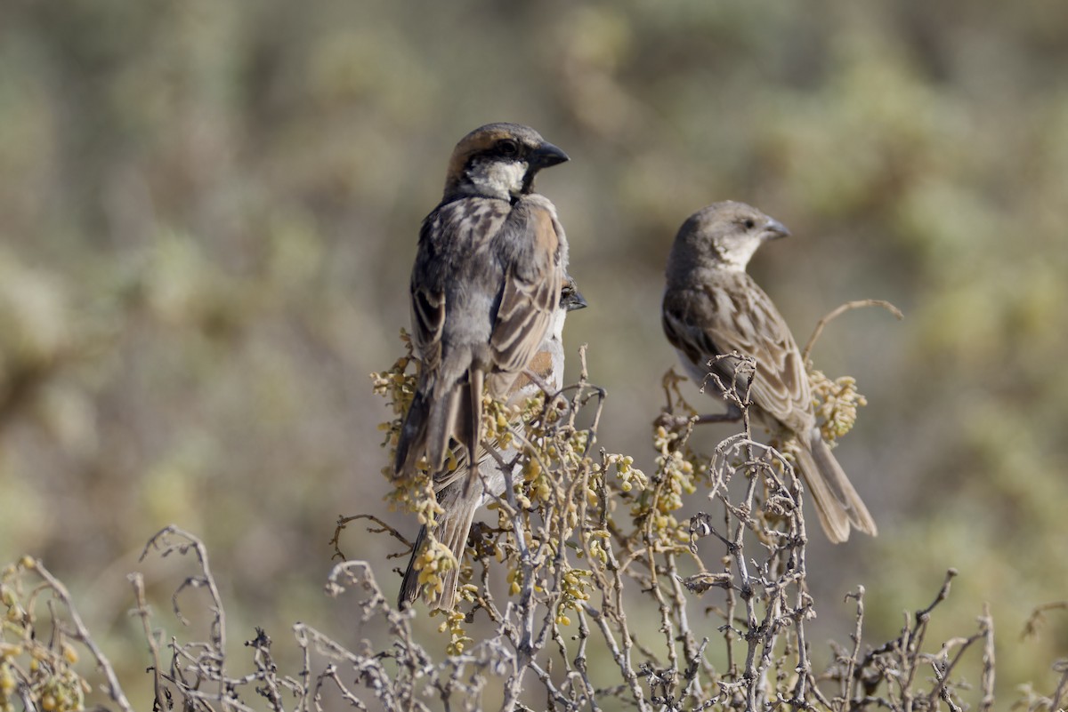 Socotra Sparrow - ML627357157