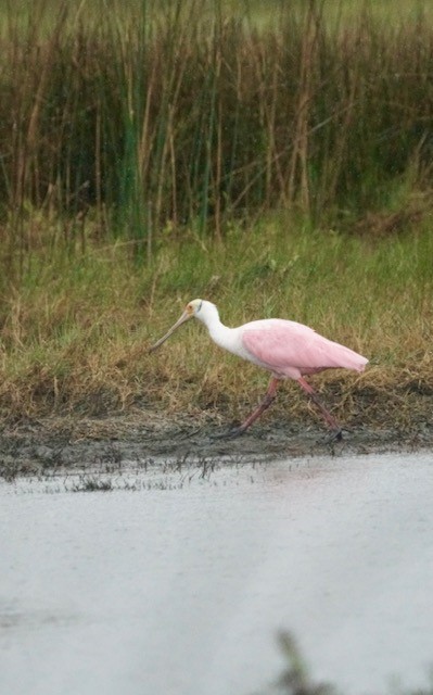 Roseate Spoonbill - ML627357241