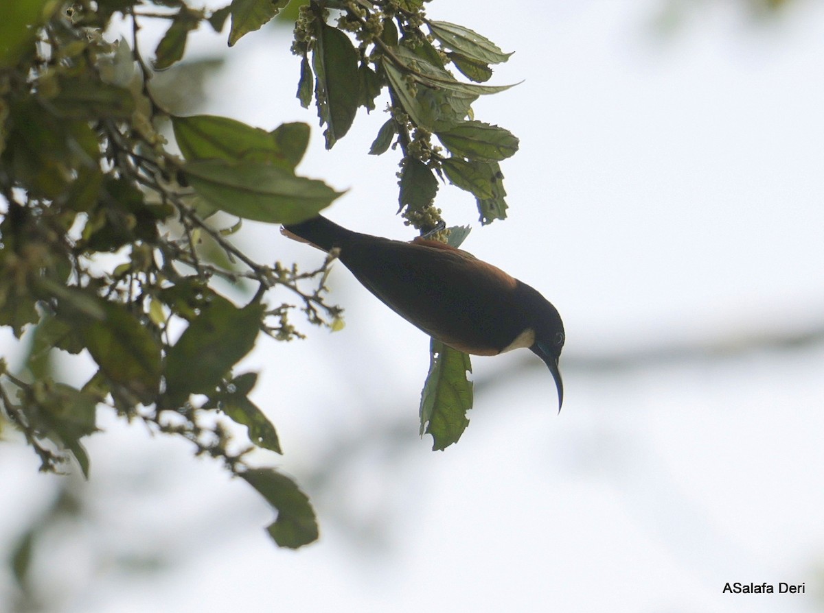 Buff-throated Sunbird - ML627357268
