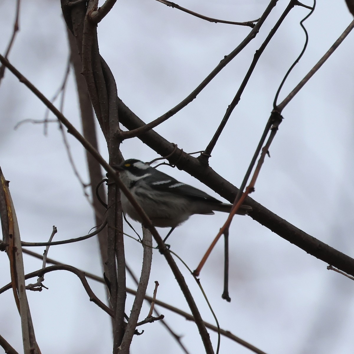 Black-throated Gray Warbler - ML627357282