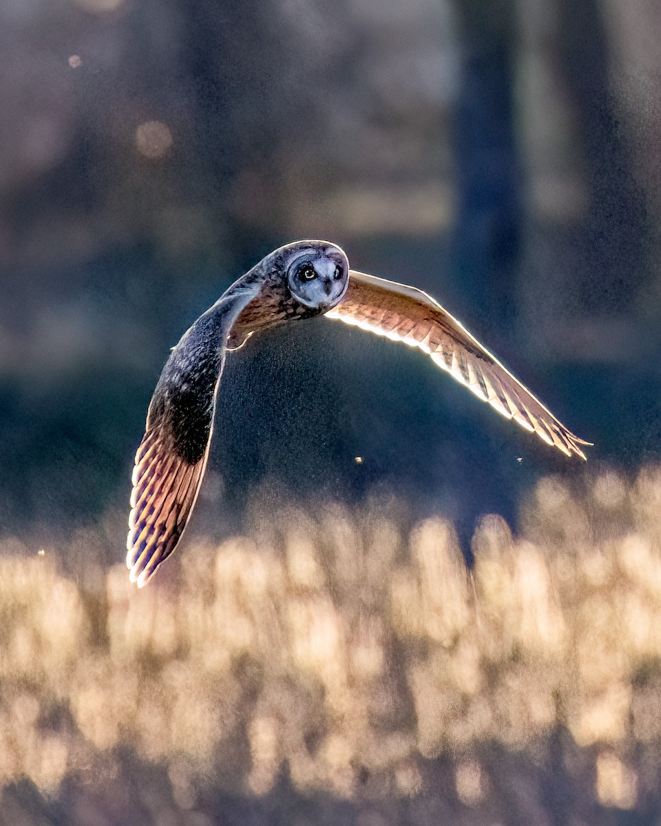 Short-eared Owl - ML627357309