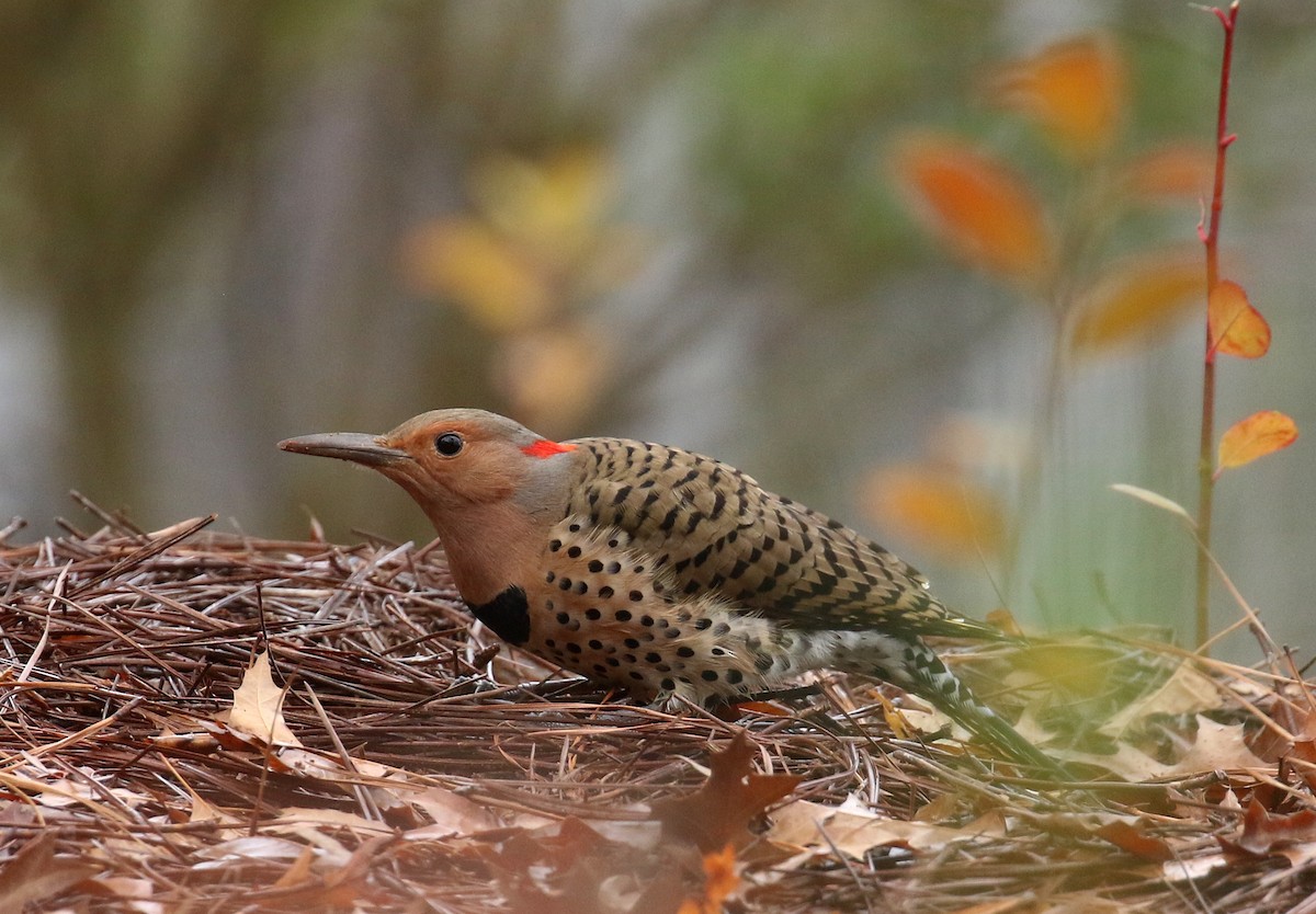 Northern Flicker - ML627357376