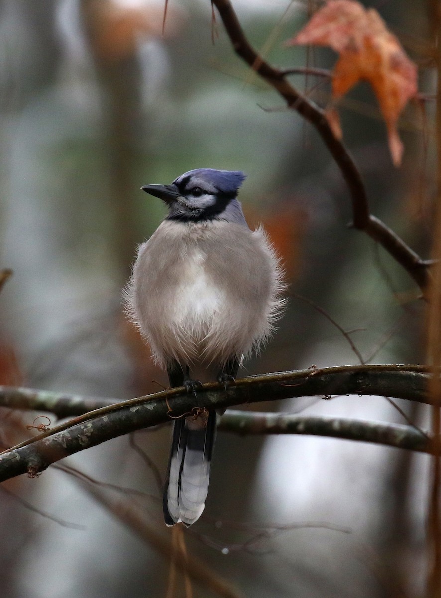 Blue Jay - ML627357394