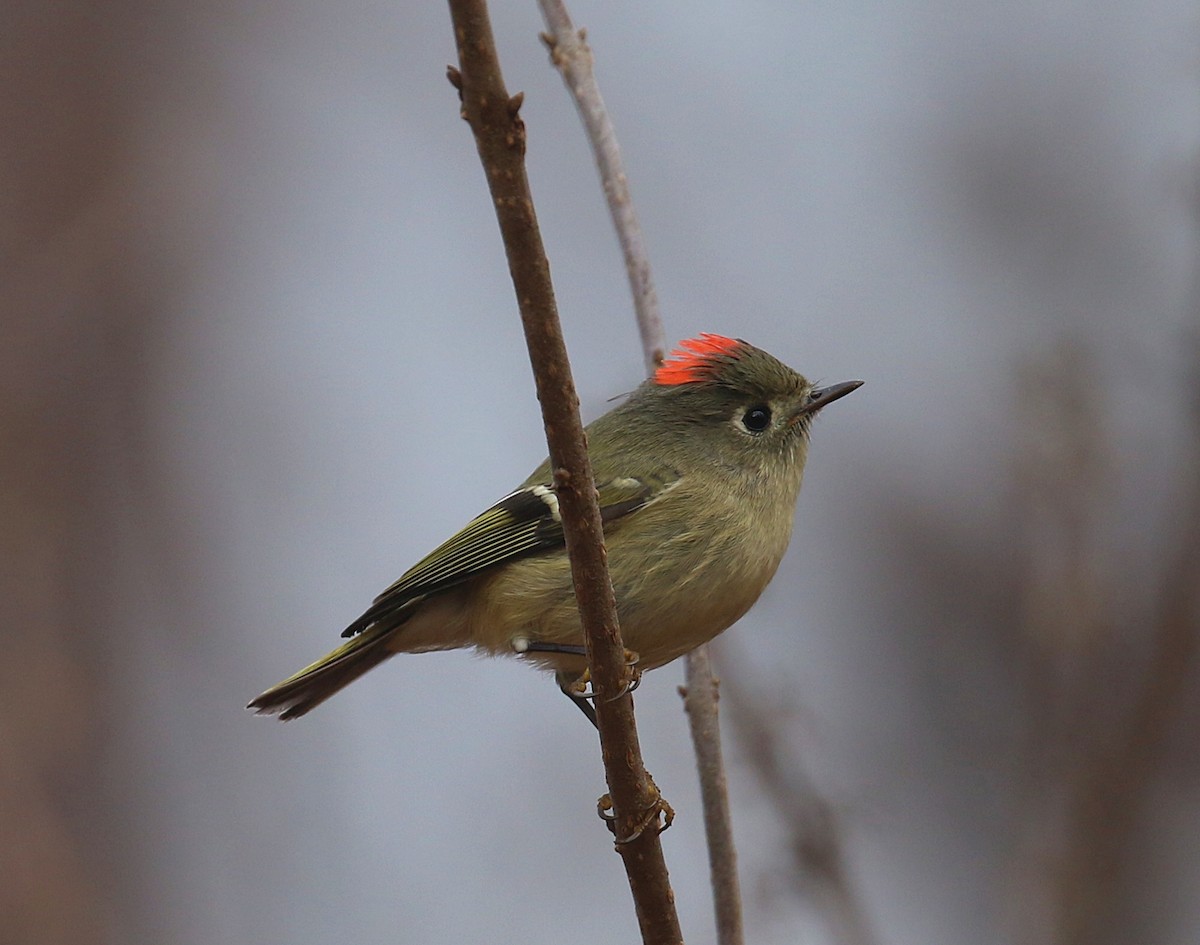 Ruby-crowned Kinglet - ML627357409