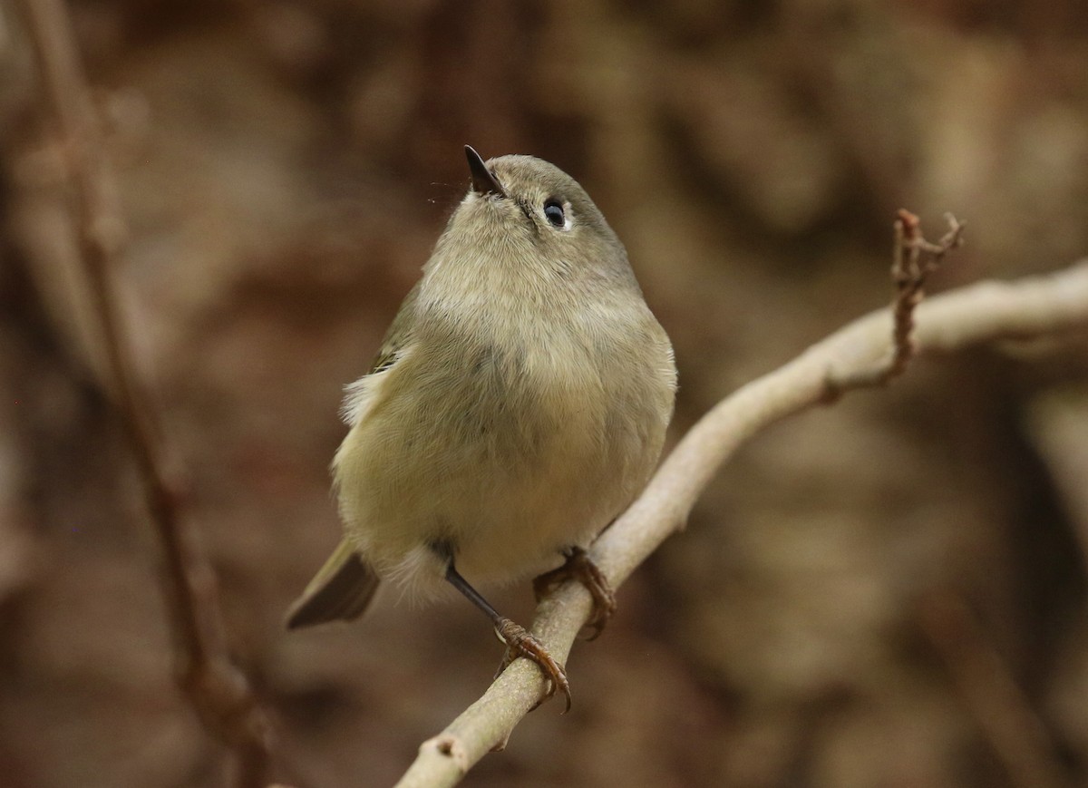 Ruby-crowned Kinglet - ML627357412